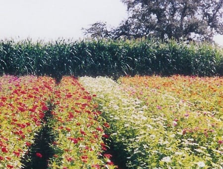Flowers
